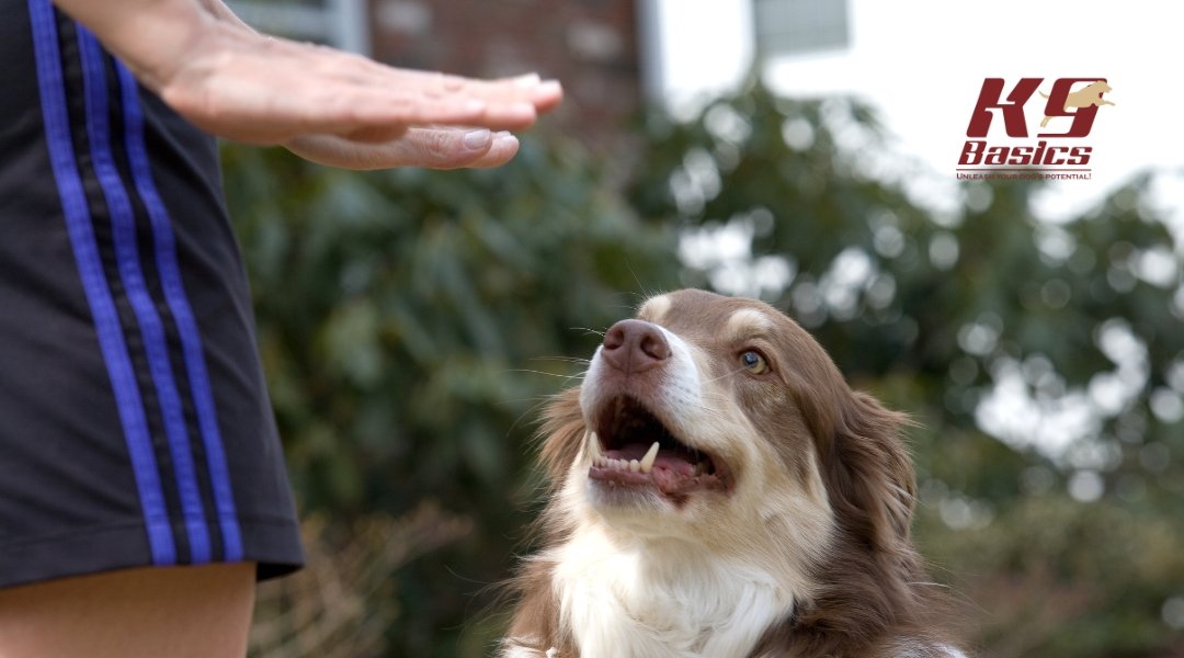 Close-up of a Border Collie eagerly responding to a stop command from a K9 Basics trainer, showing the power of hand signals and engagement.