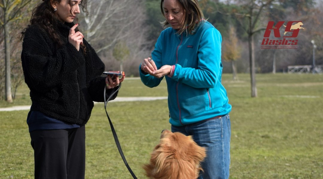 Two women interacting and offering hand signals to a golden dog during an outdoor training session with K9 Basics.