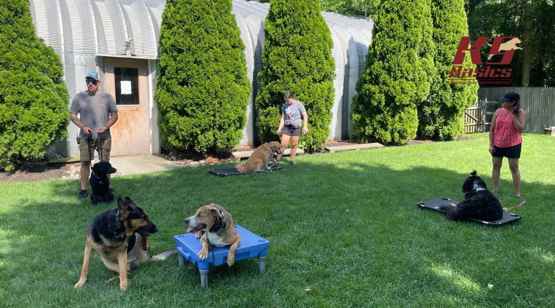 Outdoor dog obedience session with multiple handlers and dogs on platforms, practicing commands in a grassy yard at K9 Basics.