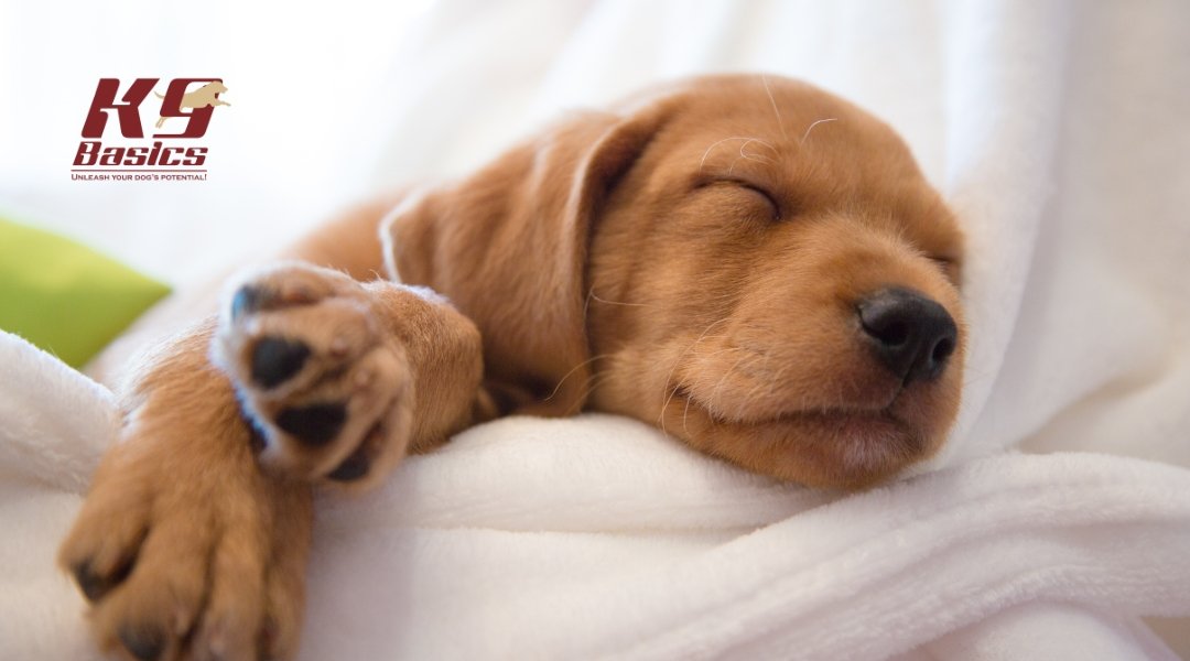How Do I Set Up a Proper Sleep Schedule for My Puppy?