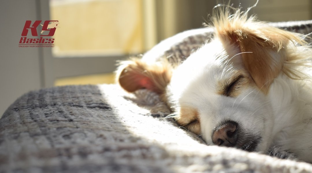 White and tan puppy napping in the sun on a cozy blanket, highlighting the importance of daytime rest in a structured puppy sleep schedule.
