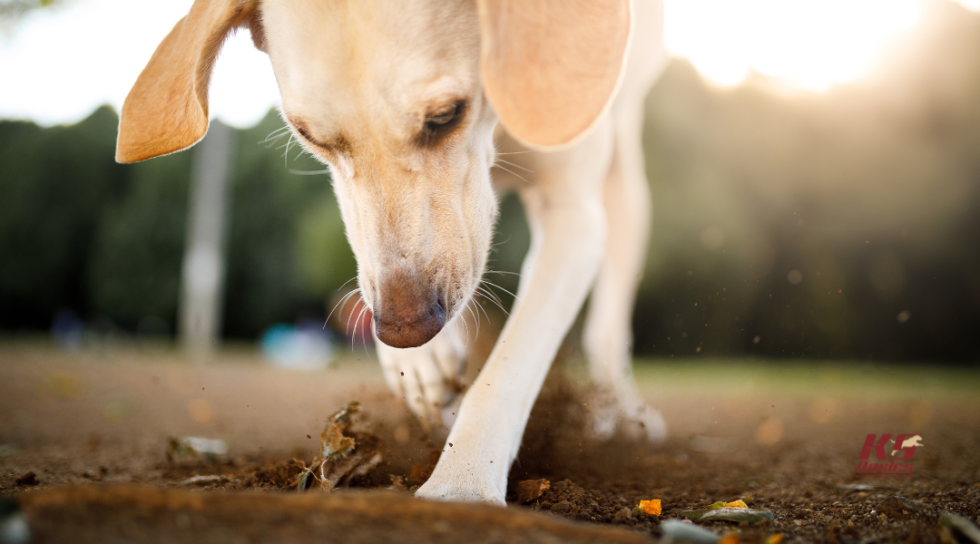 Dog training to stop scavenging behavior Dog training to stop scavenging behavior