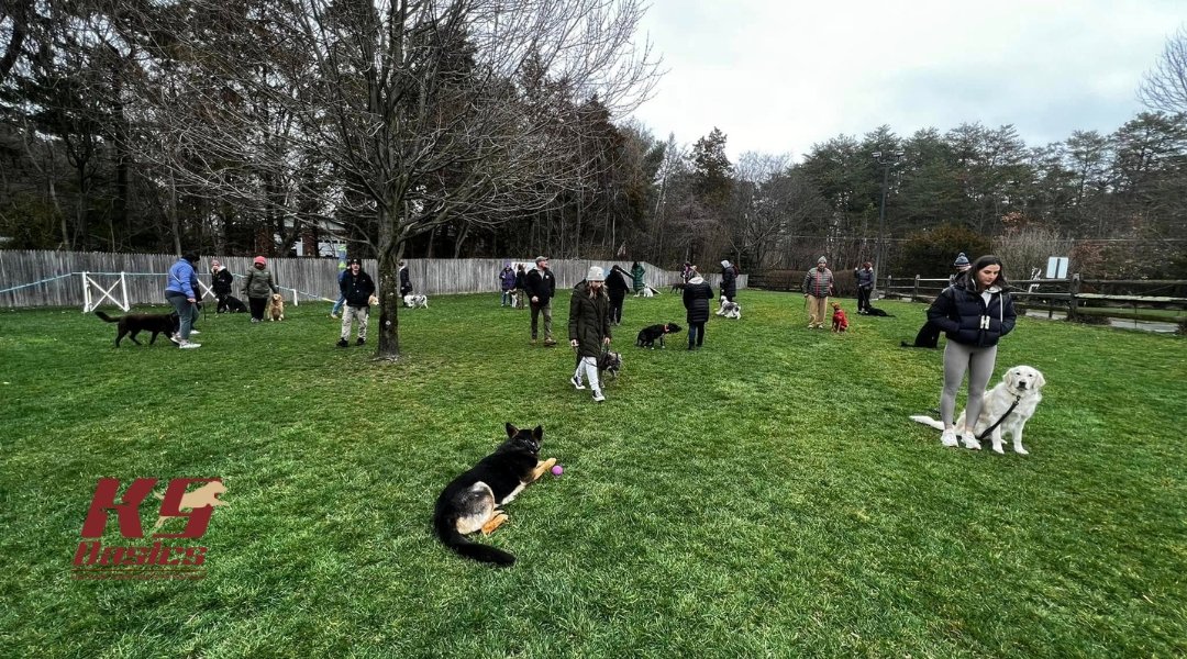 A dog training session in an outdoor field, with several people and their dogs engaged in various activities, such as playing and practicing obedience. There are a few trees in the background, and participants are scattered across the grassy area.