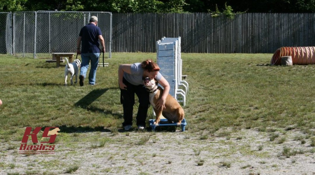 A woman is interacting with a dog during a training session, while another man walks his dog in the background. The dog and its owner are near a training obstacle setup, with a fence in the distance.