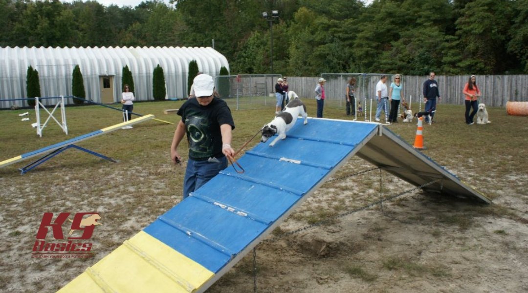 A person is guiding a dog over an agility ramp, while others observe in the background. Several dogs are in the training area, with cones and obstacles set up for agility training. A few spectators are watching from the side.