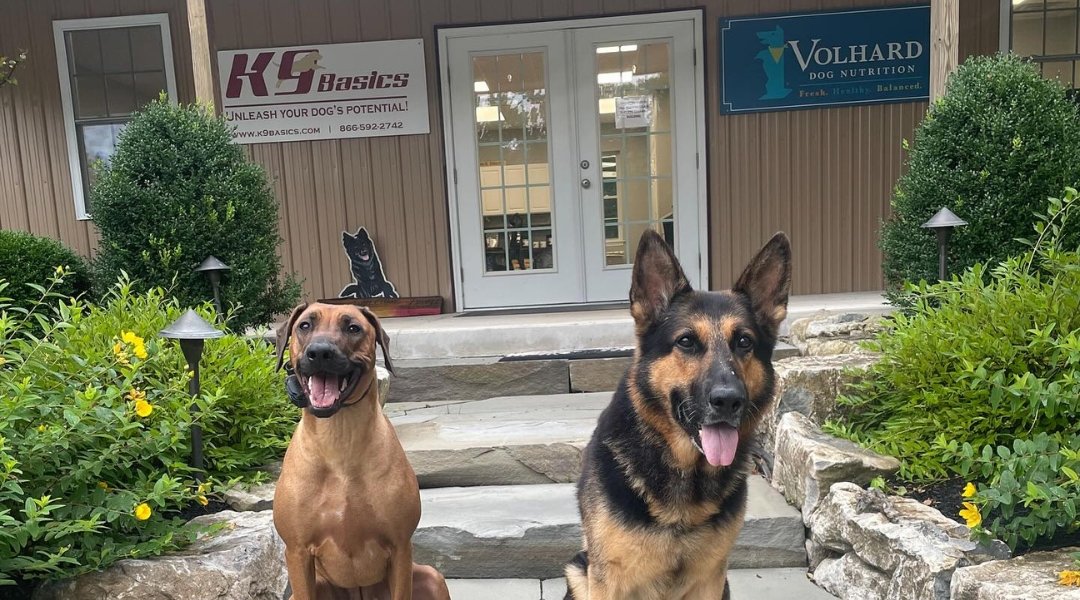 Does K9 Basics Involve the Dog Owner in the Training Process?