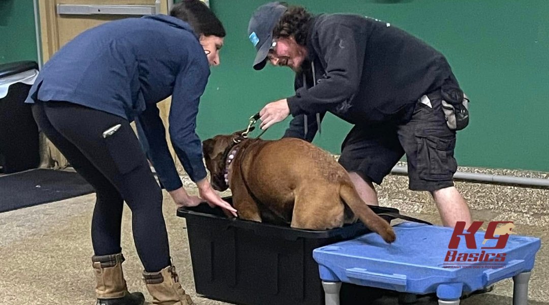 Two trainers are helping a dog into a large box as part of its training, with the dog looking calm and cooperative. The setting appears to be indoors, with the trainers focused on guiding the dog.