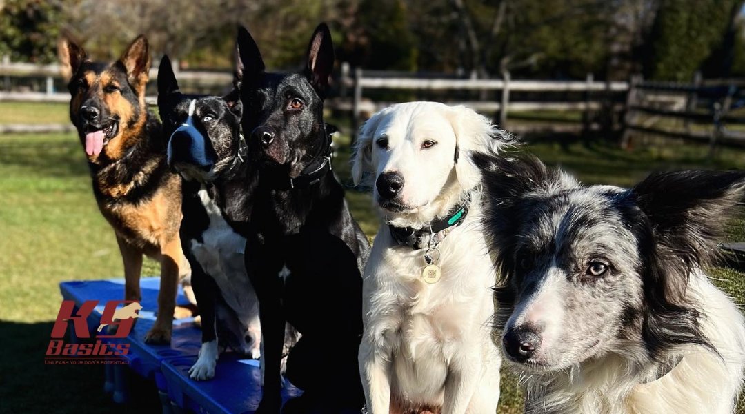 How Does K9 Basics Determine When a Dog Has “Graduated” from a Training Program?