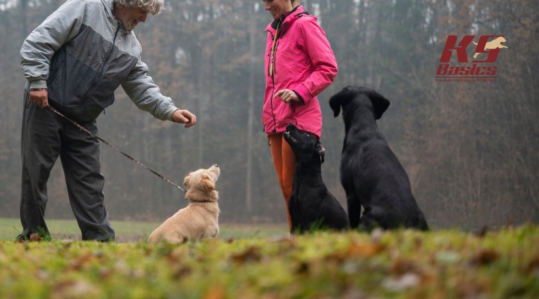 A woman trains a large dog with the help of a smaller dog by her side, using a positive reinforcement method in an outdoor training setting.