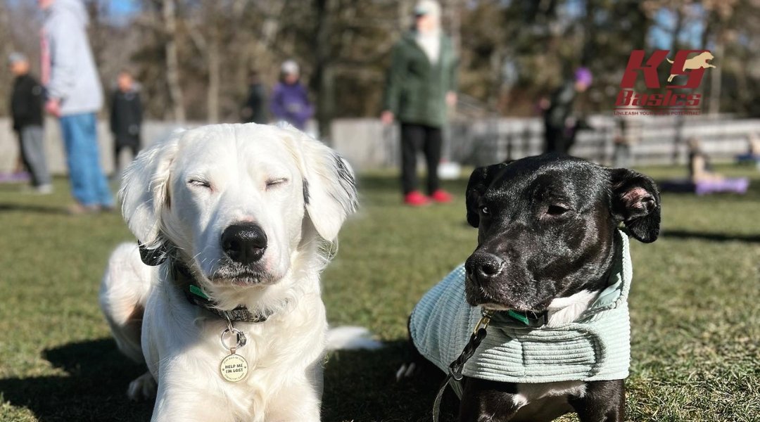 Two dogs rest side by side on a grassy field, with one dog wearing a jacket, while a group of people train their dogs in the background.