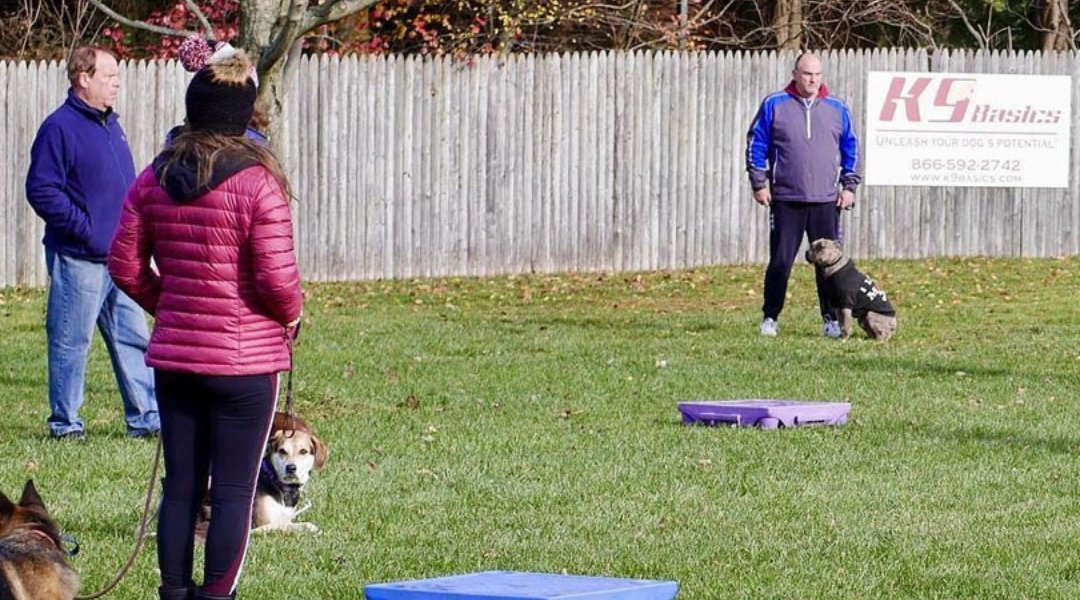 7 Benefits Behind K9 Basics’ Lifetime Access to Dog Group Training Classes