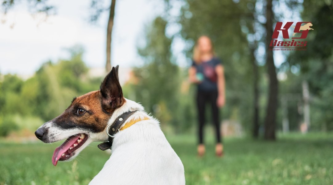 Why Does K9 Basics Recommend Facility Instead of Home Training for Dogs?