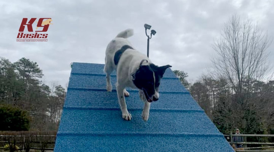 Black and white dog running down an agility ramp during training at K9 Basics.
