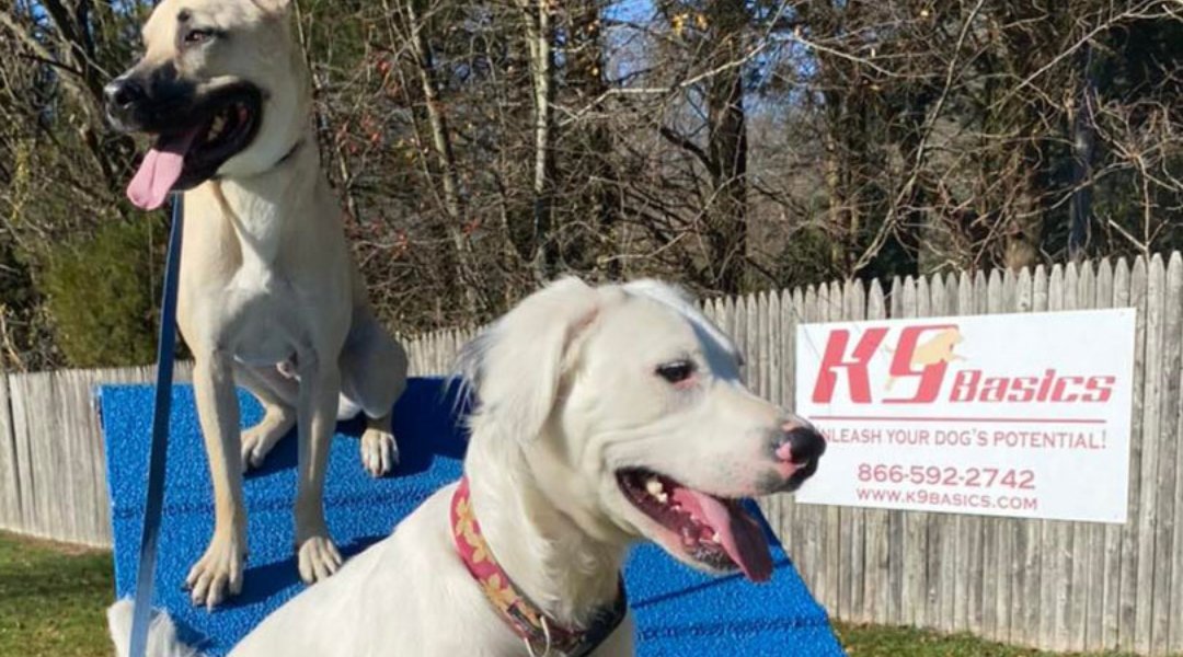 Two dogs sitting proudly on top of a blue training platform at K9 Basics outdoor facility.