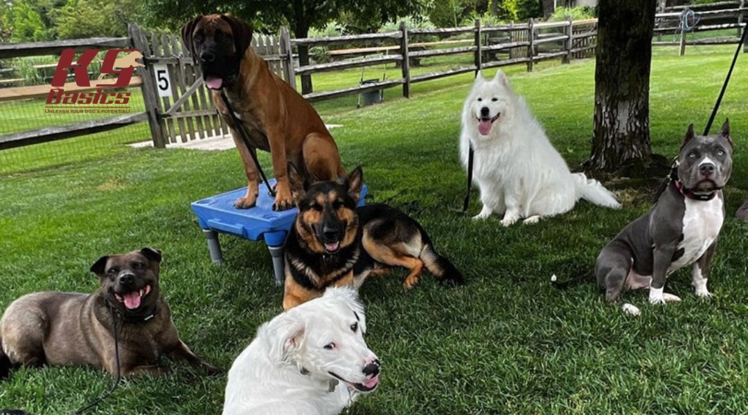 Group of six dogs of different breeds sitting and lying on the grass during K9 Basics training, showing focus and calm behavior.