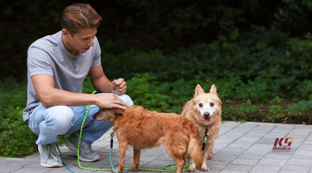Handler Stress: How Your Anxiety Affects Your Reactive Dog