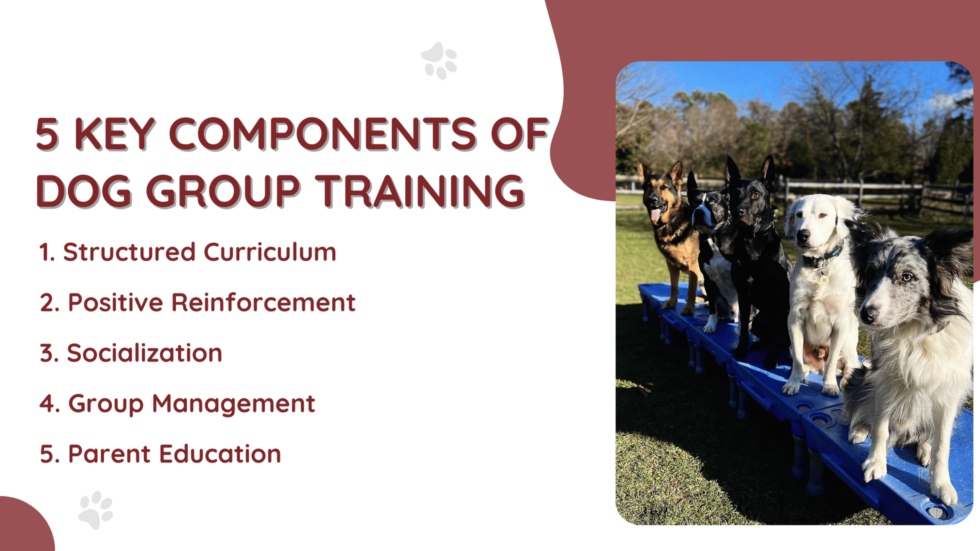 Dog Group Training Classes with K9 Basics in New Jersey