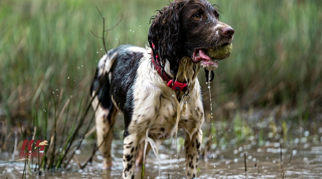 Muddy Paws and Wet Coats: Teaching Cooperative Care for Autumn Weather