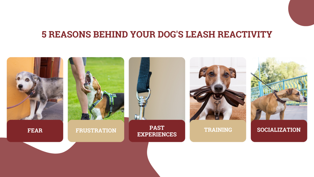 Leash Reactivity in Dogs