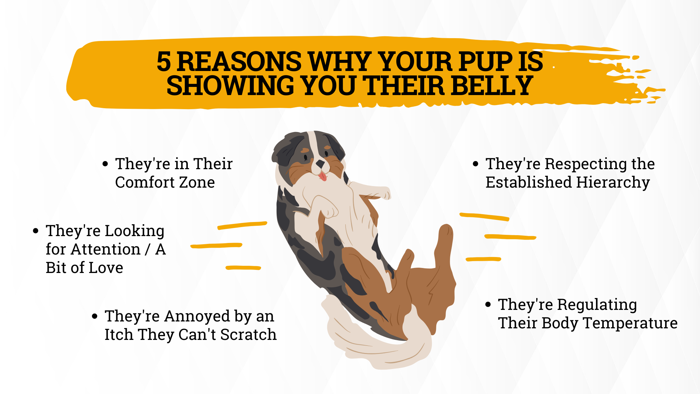 5 Reasons Why Your Dog Rolls Over To Show You Her Belly  