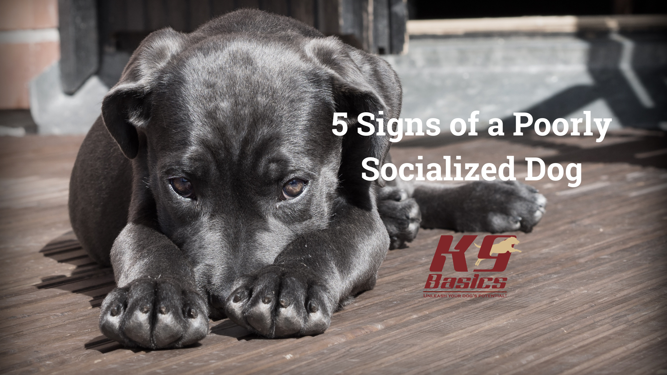 5 Signs of a Poorly Socialized Dog