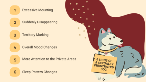 9 Ways to Calm a Sexually Excited Dog