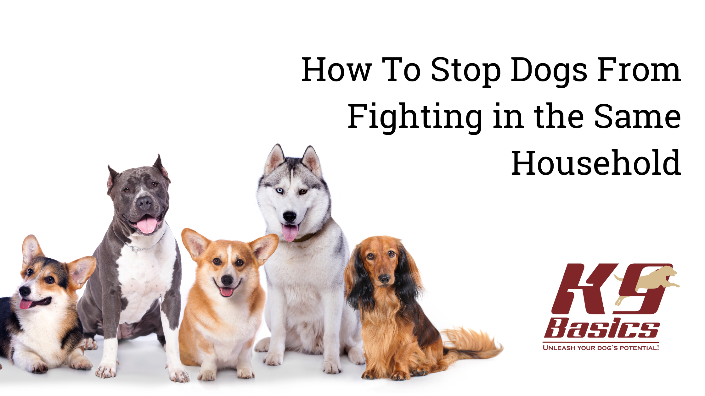 How to Stop Dogs From Fighting in the Same Household