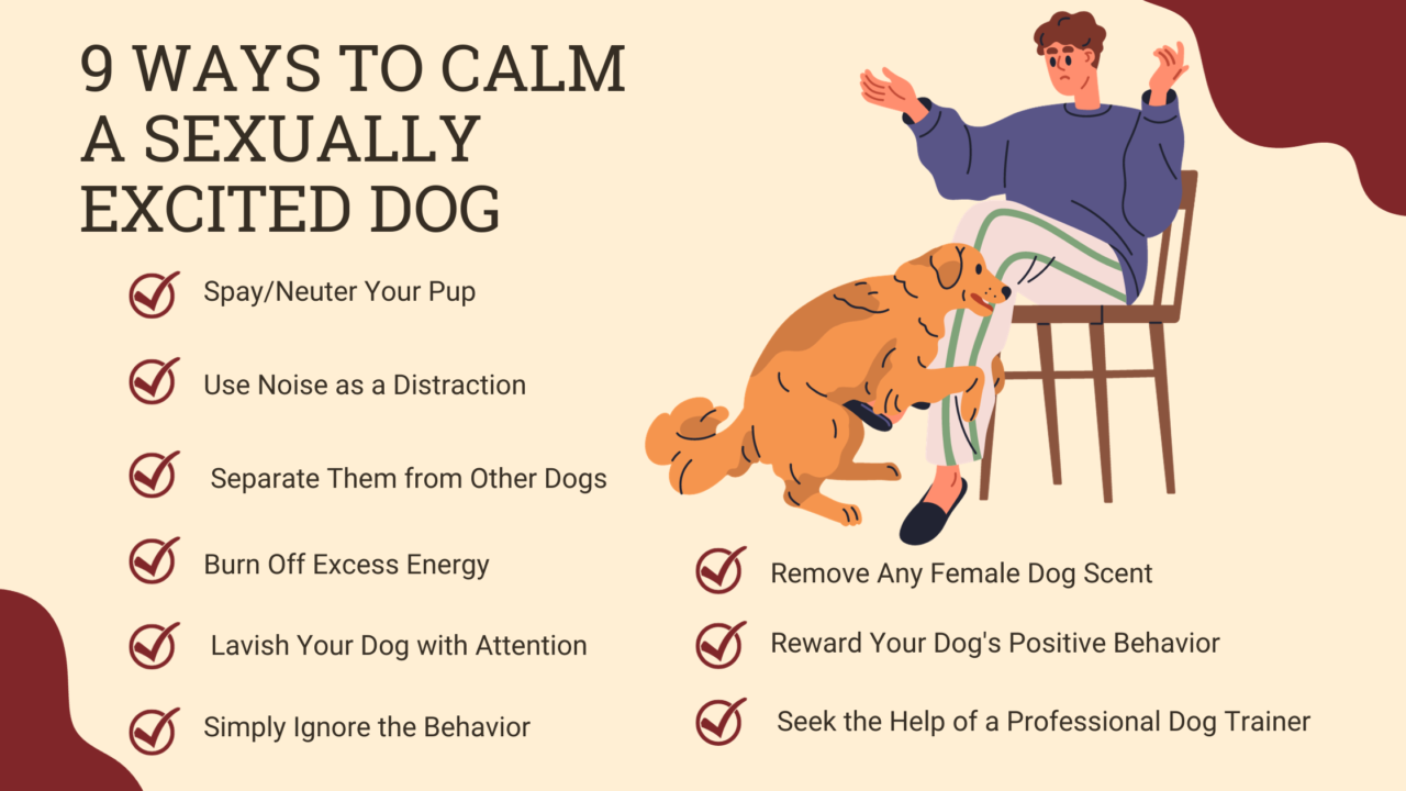 Photo inspiration: Fresh Look at 9 Ways To Calm A Sexually Excited Dog