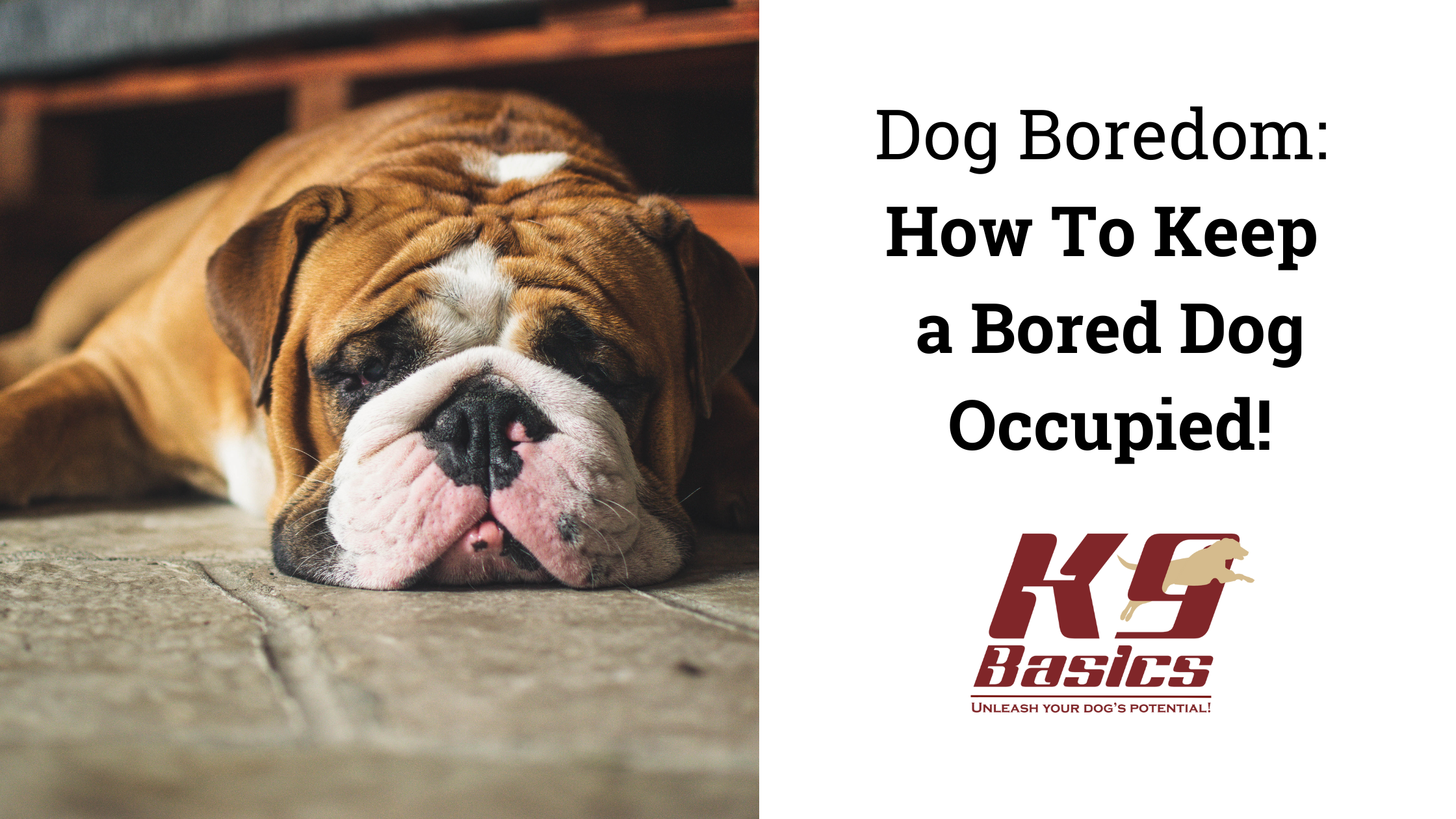 How to Keep Your Dog from Getting Bored