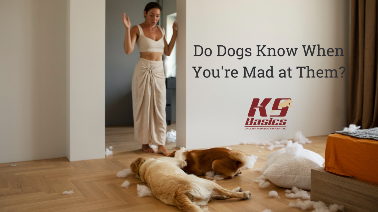 Do Dogs Know When You're Mad at Them?