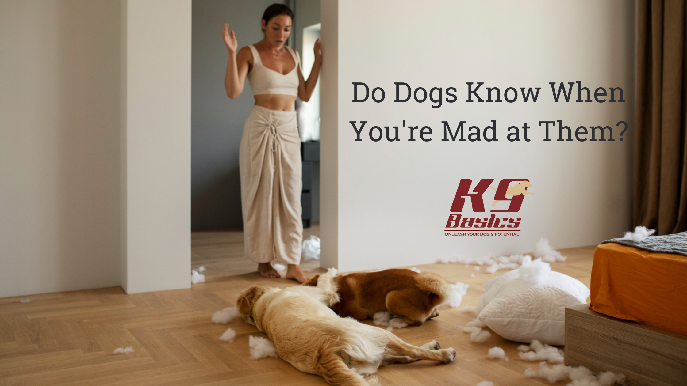 Do Dogs Know When You're Mad At Them