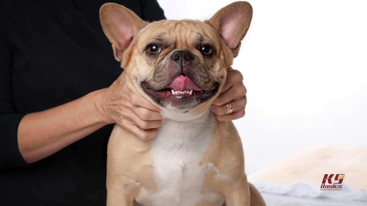 Dog Chiropractor Near Me Reveals the Secret to Your Fidos Pain-Free Life