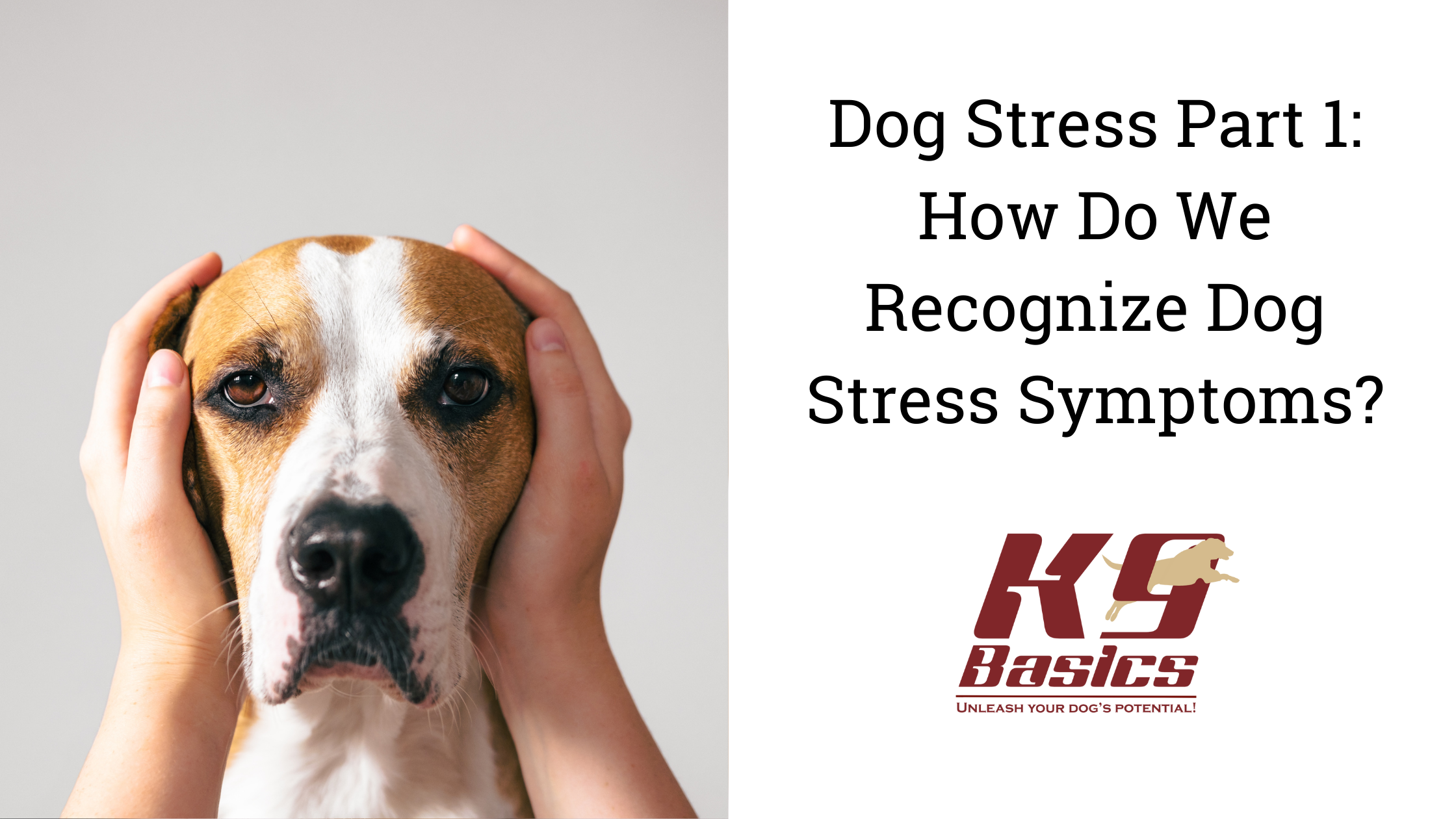 Dog Stress Part 1: How Do We Recognize Dog Stress Symptoms?
