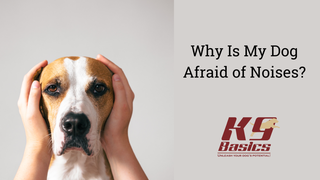 Why is My Dog Afraid of Noises?