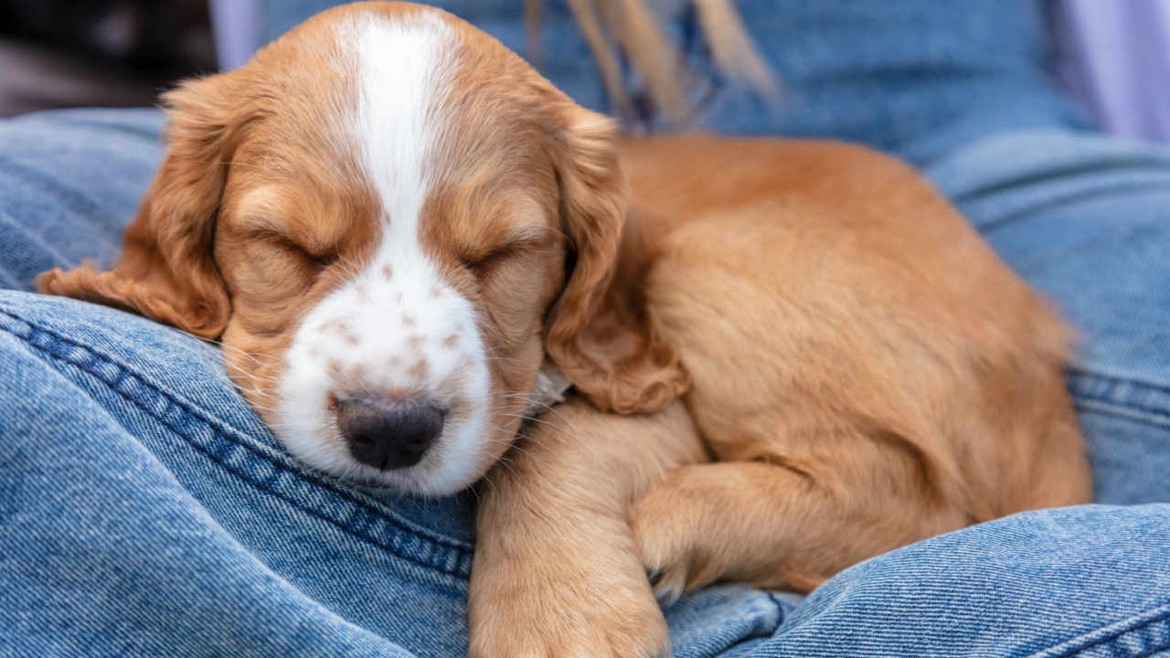 Why Does My Dog Bury His Head into Me?