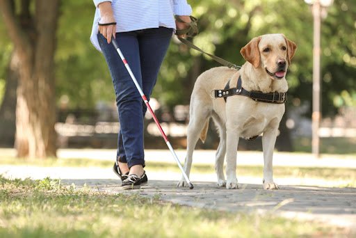 Visually impaired person and service dog