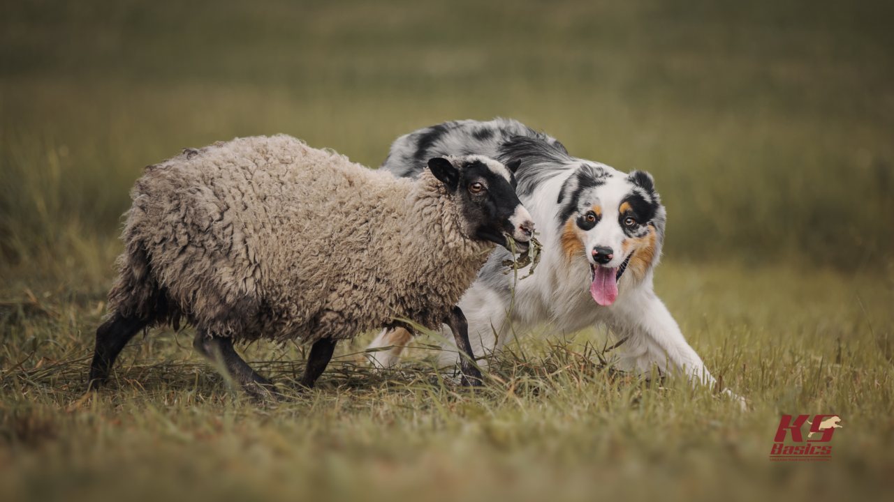 The Basics of Herding Dog Training: Instincts and Techniques