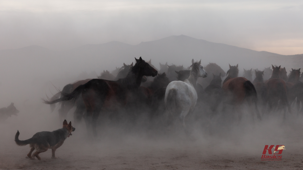 The Basics of Herding Dog Training: Instincts and Techniques