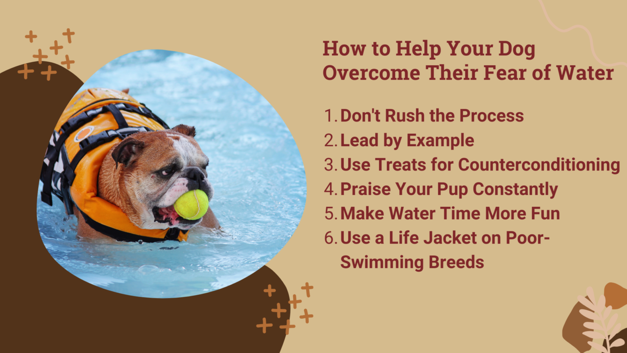 Picture of 6 Steps Toward Overcoming Your Dog's Fear of Water