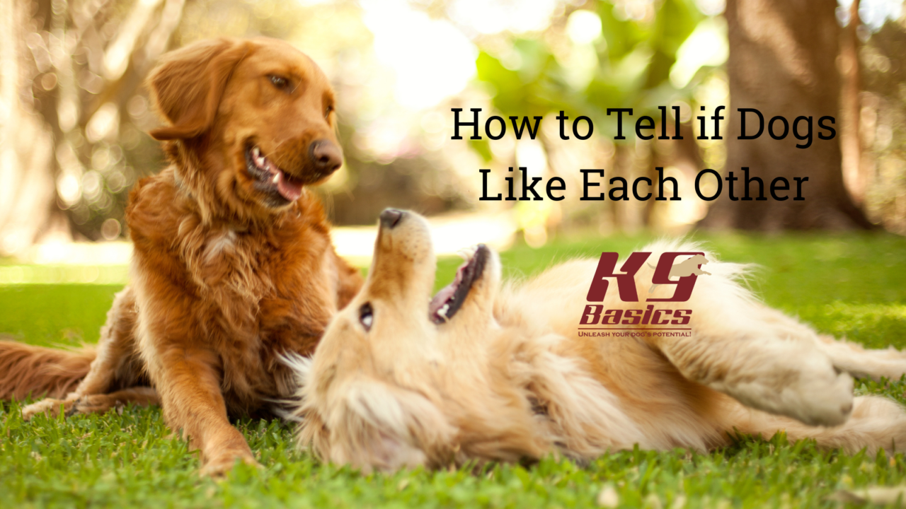 How to Tell if Dogs Like Each Other