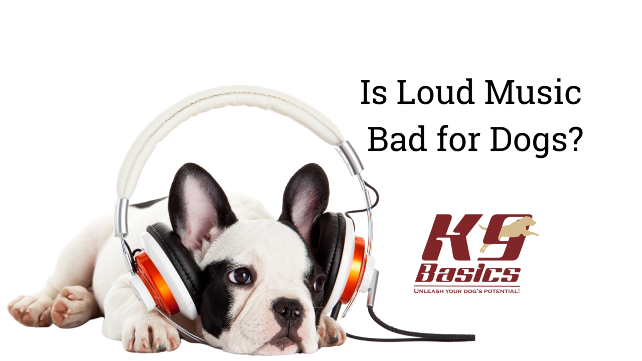 Is Loud Music Bad for Dogs?