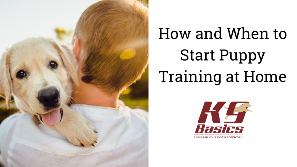 How and When to Start Puppy Training at Home K9Basics