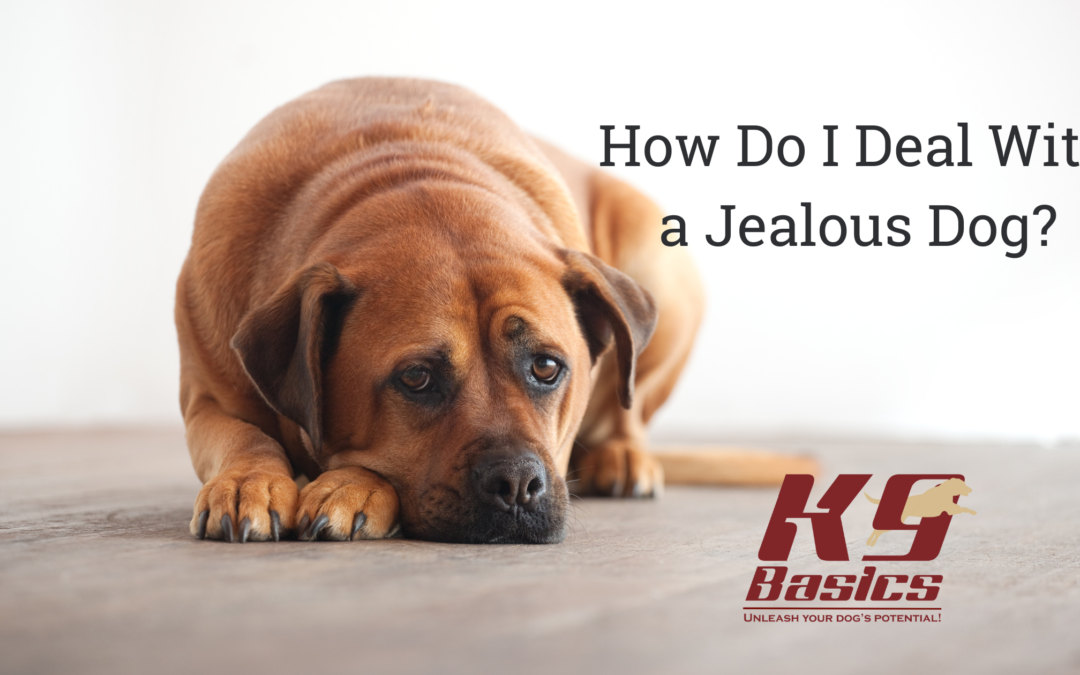 How Do I Deal With a Jealous Dog?