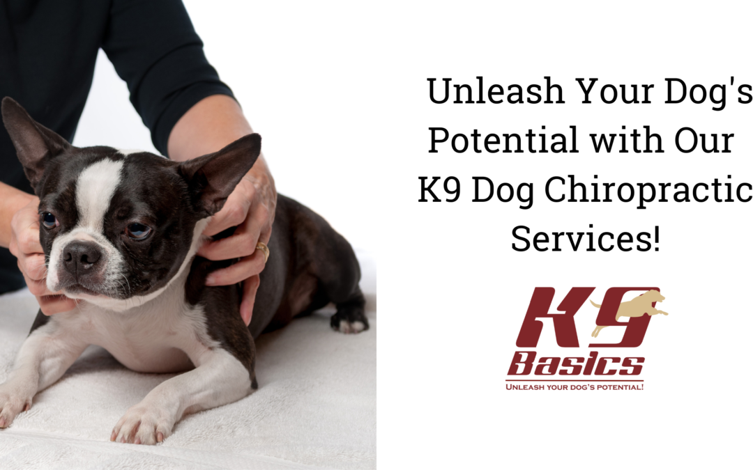 Unleash Your Dog’s Potential with Our K9 Dog Chiropractic Services!