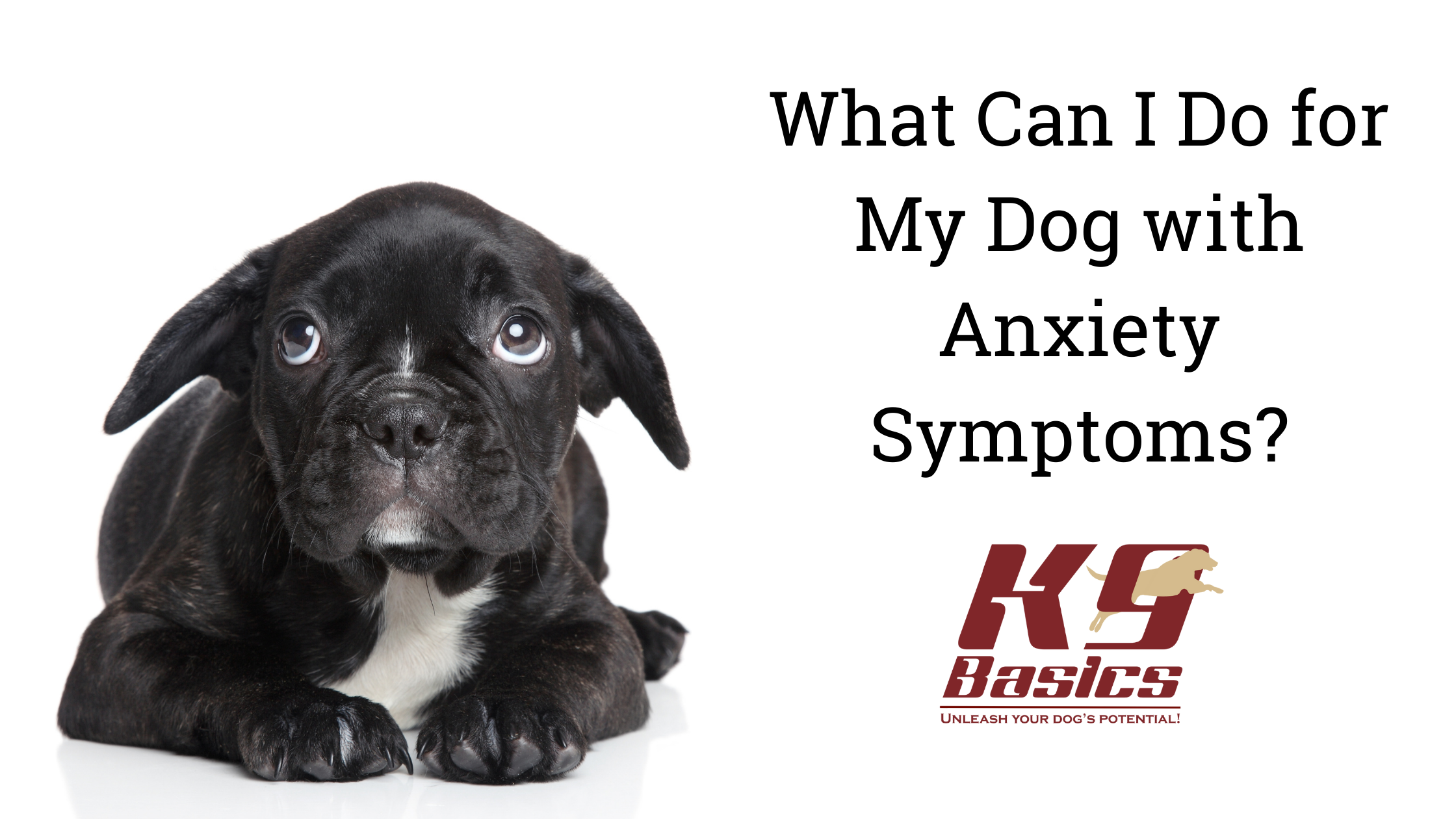 What Can I Do for My Dog with Anxiety Symptoms?