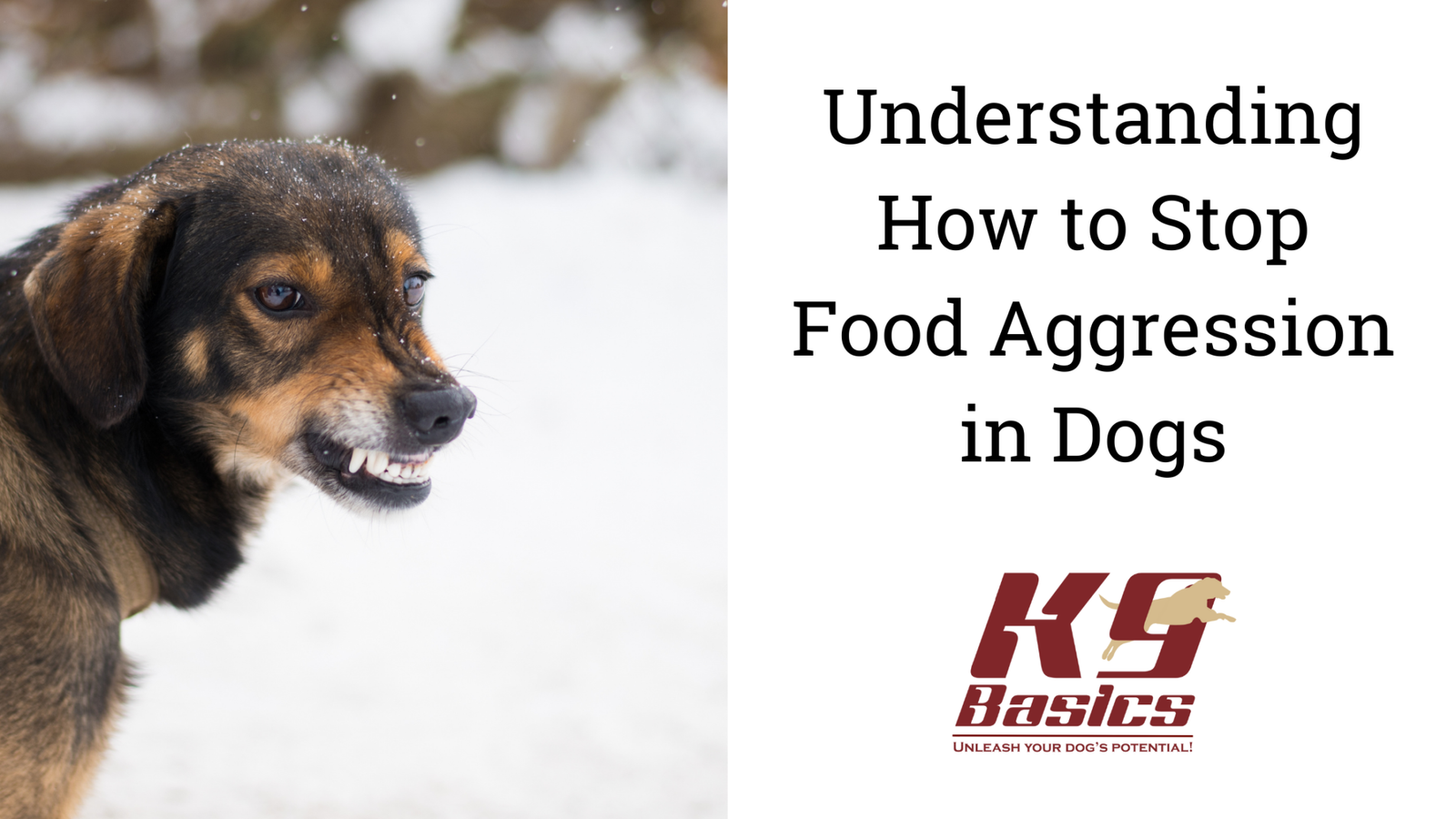 Understanding How to Stop Food Aggression in Dogs K9Basics