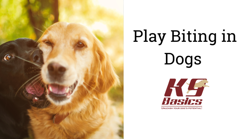 Play Biting in Dogs Play Biting in Dogs