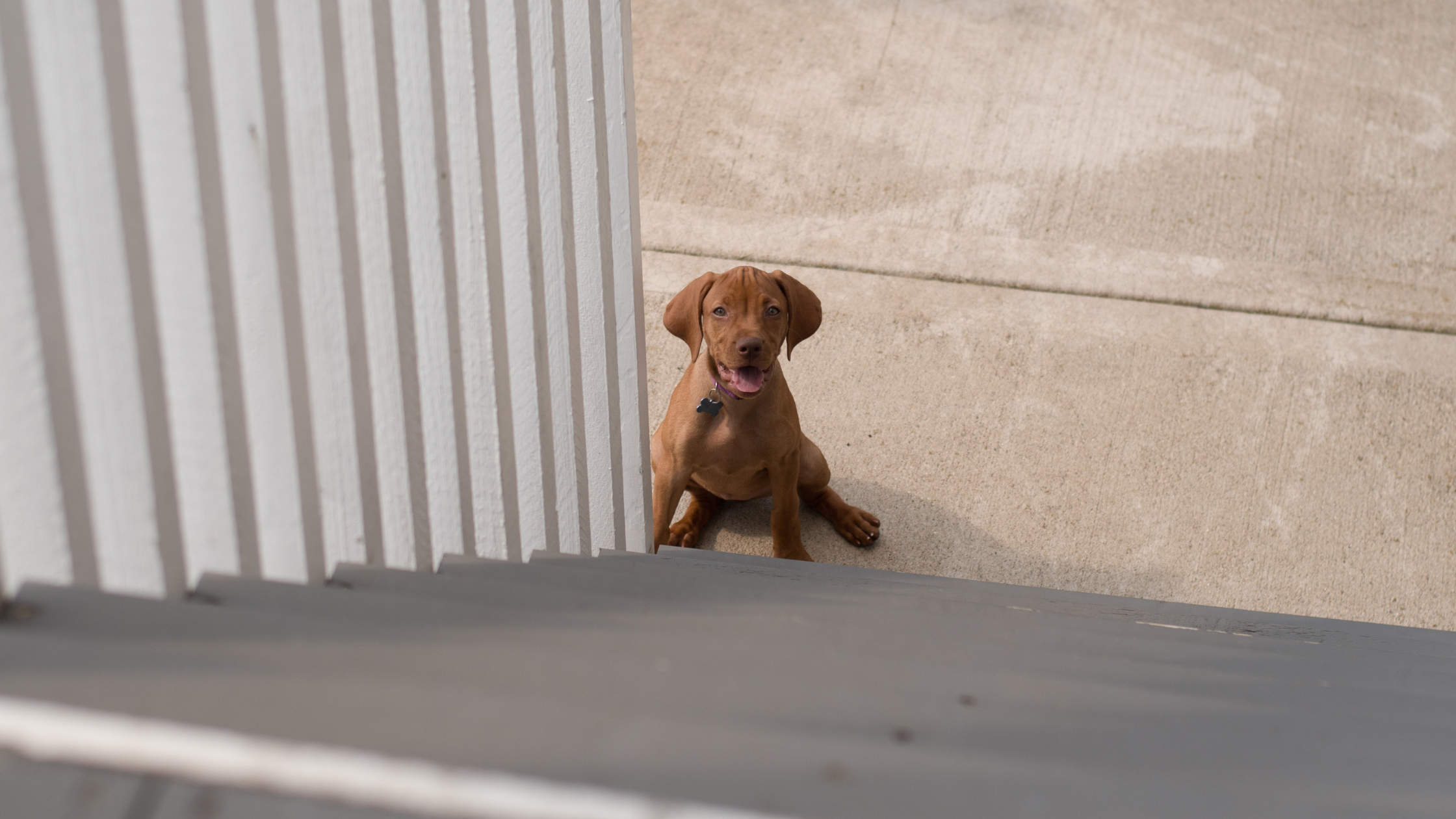 At What Age Can Puppies Start Climbing the Stairs?