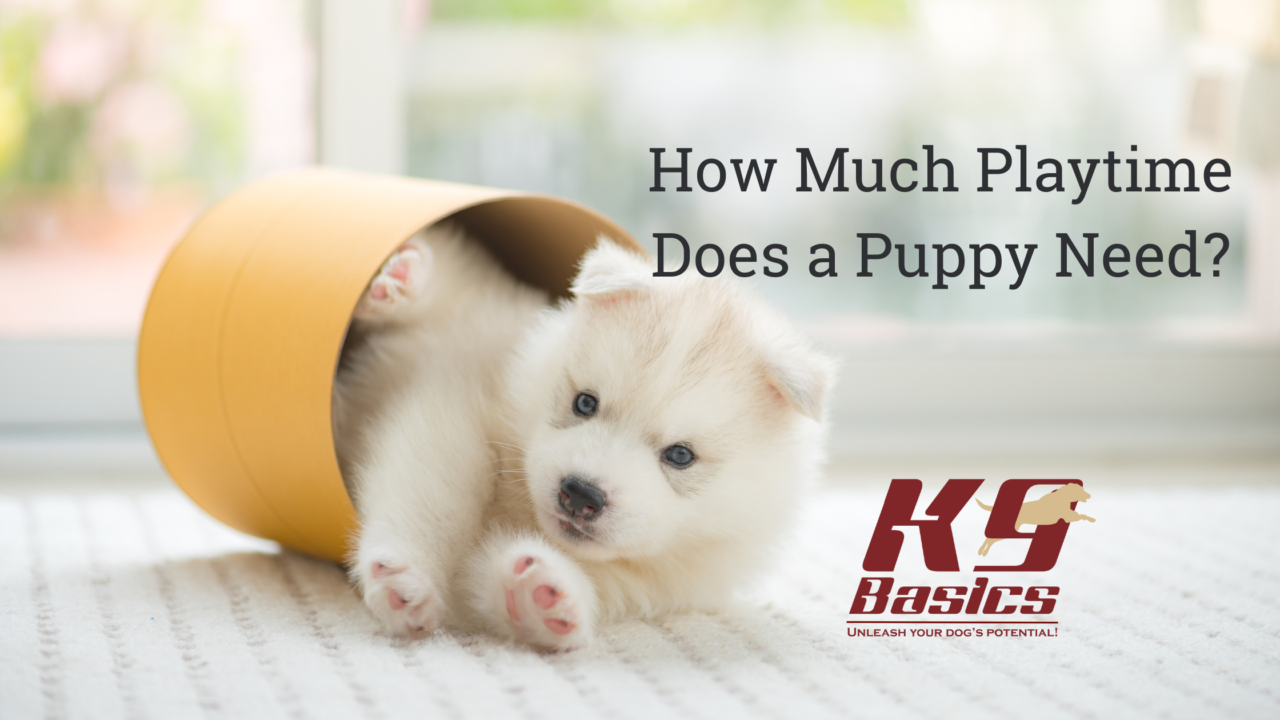 How Much Playtime Does a Puppy Need?