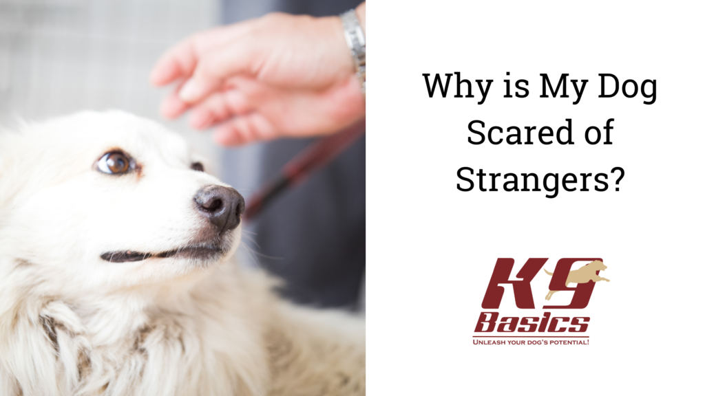Why is My Dog Scared of Strangers?